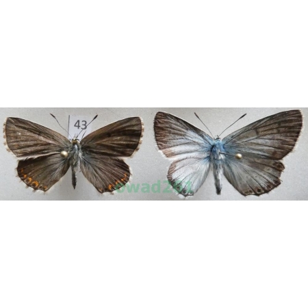 Polyommatus coridon (Poda, 1761) pair Modraszek korydon Poland43